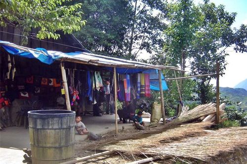Cây lanh trong đời sống đồng bào dân tộc Mông