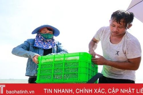 Làng biển phía Nam Hà Tĩnh rộn ràng mùa cá mờm cơm