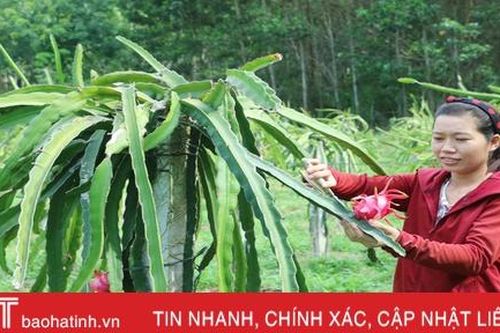 Sản phẩm nông nghiệp Hà Tĩnh đắt hàng, được giá dịp rằm tháng 7