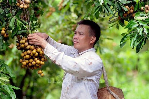 Áp dụng kỹ thuật mới, chuyển đổi cơ cấu cây trồng để làm giàu