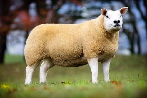 Chiêm ngưỡng chú cừu đắt nhất thế giới, giá 11 tỷ đồng