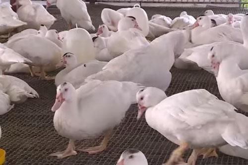 Hải Phòng: 'Đổi đời' nhờ mô hình nuôi ngan chuồng sàn