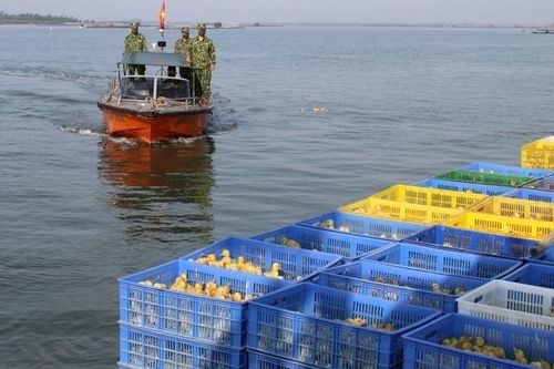 Quảng Ninh: Bắt giữ lượng lớn vịt giống vận chuyển trái phép trong đêm