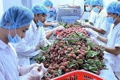 Nông sản Việt Nam tỏa sáng