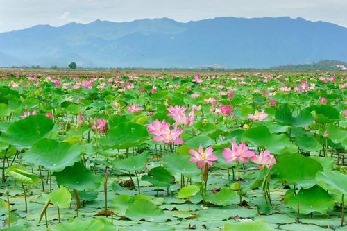 Nghiên cứu các yếu tố tác động đến ý định tham gia vào quản lý du lịch cộng đồng của người dân địa phương: Nghiên cứu điển hình tại vùng Đồng Tháp Mười