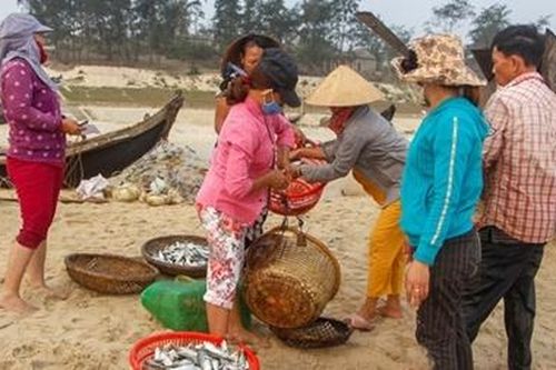 Ngư dân Lý Sơn 'trúng đậm' cá ở ngư trường Hoàng Sa và Trường Sa
