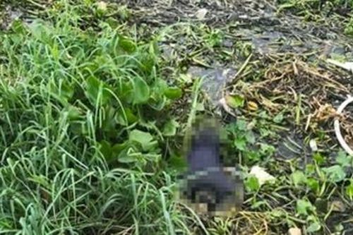 Thi thể nữ nạn nhân nổi giữa đám lục bình