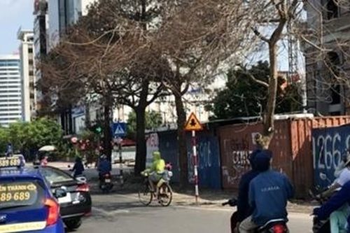 Làm rõ nguyên nhân nhiều cây xanh trên phố chết bất thường