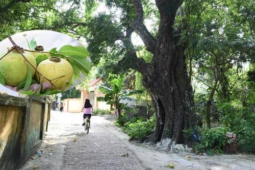 Cận cảnh rặng thị cổ gần nghìn năm tuổi ở Hải Phòng chín vàng mùa Vu Lan