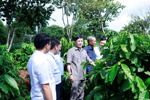 Bí thư Đắk Lắk yêu cầu nghiên cứu cà phê theo hướng 'đặc sản', giá trị cao