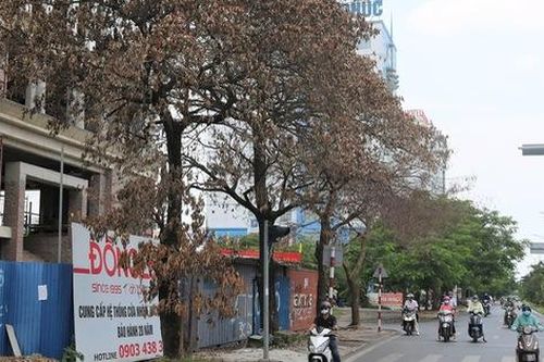 Hải Phòng: Hàng loạt cây xanh quanh tòa nhà đang xây bỗng chết héo khó hiểu