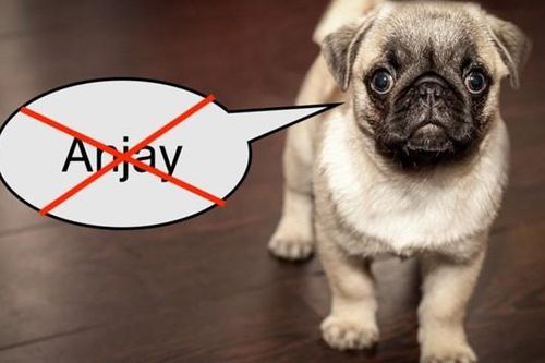 'Gọi người khác là 'chó' là phạm pháp' - quy định của Indonesia khiến netizen cười ngất