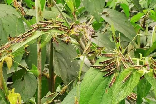 Miền Nam Trung Quốc đối mặt với nạn châu chấu lịch sử