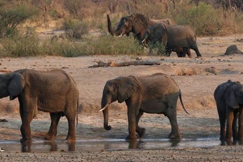 Zimbabwe điều tra cái chết bí ẩn của 11 con voi