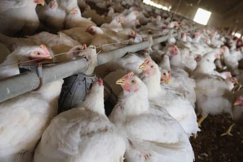 Hàng trăm nghìn con gà bị tiêu hủy ở Anh vì Covid-19