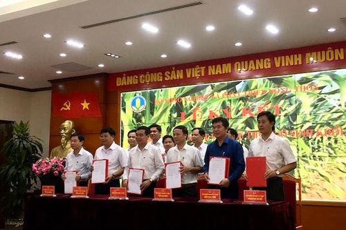 7 tỉnh, TP cung cấp ngô sinh khối cho 3 doanh nghiệp chăn nuôi