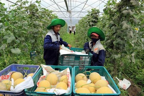 Xây dựng chuỗi cung ứng thực phẩm an toàn vùng kinh tế trọng điểm phía nam
