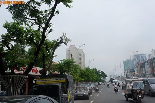 Hàng sưa tiền tỷ ở Hà Nội phải truyền dịch để cứu vãn sự sống
