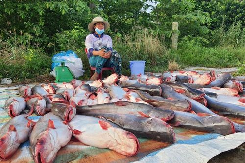 Bế tắc xuất khẩu cá tra