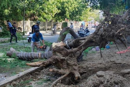 Cây phượng bật gốc đổ đè 3 người đi đường bị thương