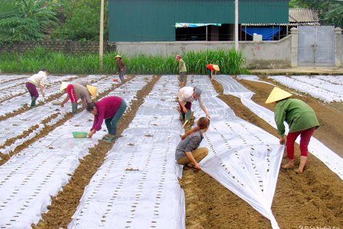 Sản xuất vụ đông 2020 như thế nào để 'chắc ăn' ở Nghệ An
