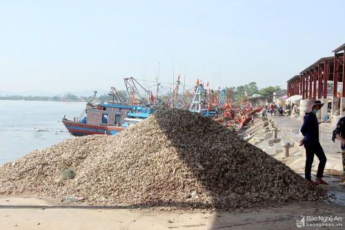 Nghệ An: Hệ lụy từ hàng tấn vỏ ốc đổ tràn lan khu vực cảng cá