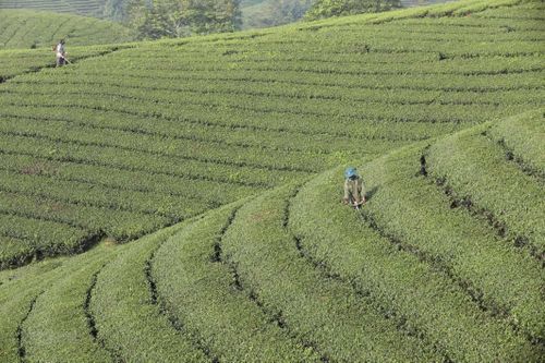 Người dân Long Cốc thoát nghèo từ nghề trồng chè