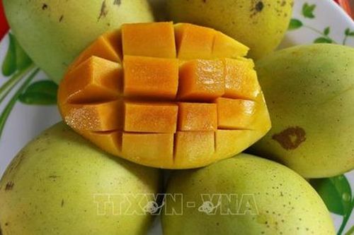 Ngày 2/9, chuyên gia kiểm dịch xuất khẩu trái cây Hoa Kỳ sẽ đến Việt Nam