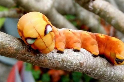 Ngỡ ngàng trước loài sâu bướm 'hóa trang' giống hệt siêu anh hùng