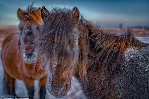 Ngắm 'siêu ngựa' cực hiếm tại vùng đất băng giá Siberia