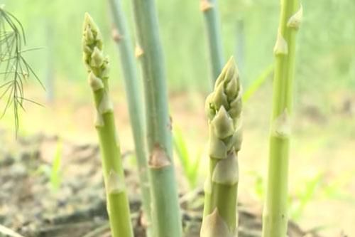 Bắc Ninh: Thu lãi 6 triệu đồng/ngày nhờ trồng 'rau hoàng đế'