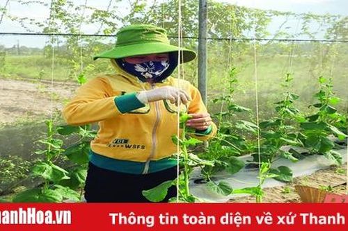 Hiệu quả mô hình trồng rau an toàn ở xã Quảng Lưu