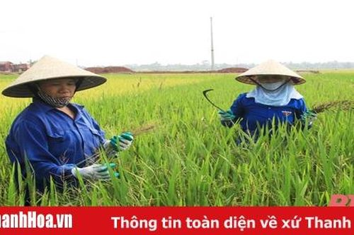 Gần 1.000 ha lúa bị nhiễm khô vằn