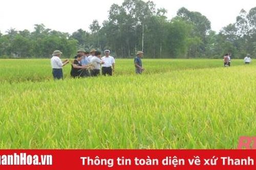 Hiệu quả từ chuyển đổi cơ cấu giống cây trồng