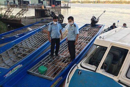 Phát hiện 3 phương tiện thủy chở hơn 60 con heo nhập lậu