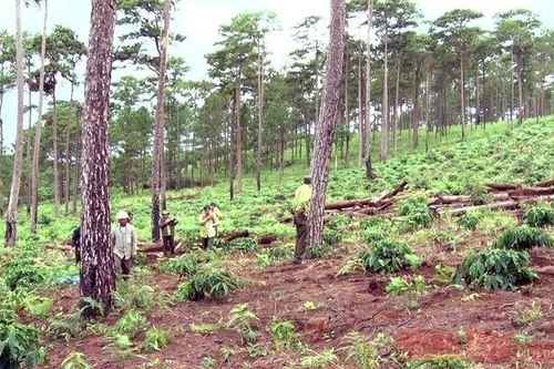 Những cánh rừng thông bị 'vùi' xuống lòng đất