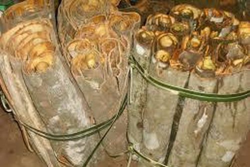 Tài trồng quế của người Ca Dong
