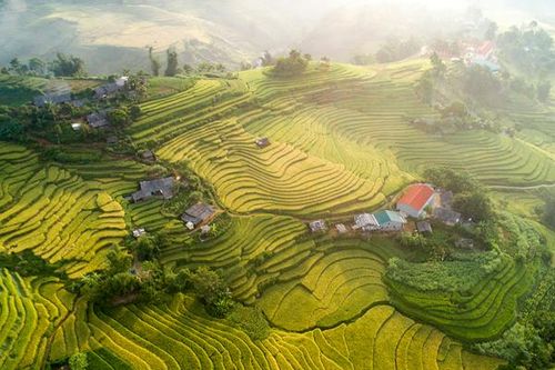 Mùa vàng miền non cao Y Tý