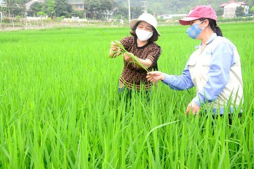 861 ha lúa mùa bị nhiễm bệnh khô vằn