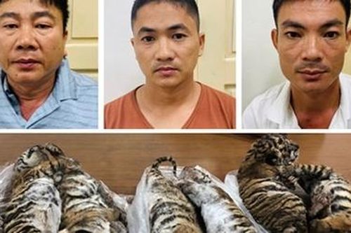 552 vụ án về động vật hoang dã bị xử lý hình sự trong 5 năm