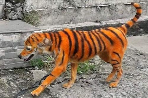 Một chú chó bị nhuộm lông giống hệt con hổ, cư dân mạng không thấy buồn cười, chỉ phẫn nộ