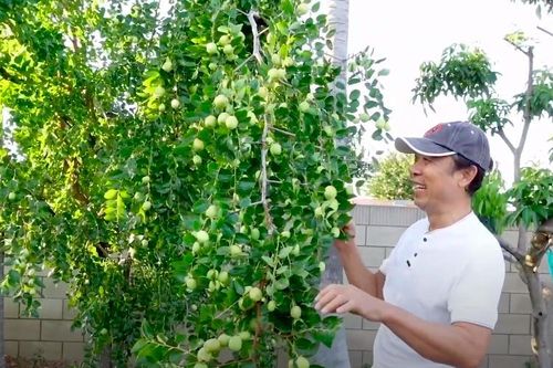 Vườn trái cây của Vân Sơn ở Mỹ