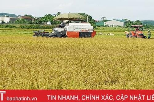 Hà Tĩnh khẩn trương thu hoạch nhanh vụ hè thu, phấn đấu hoàn thành trước 10/9