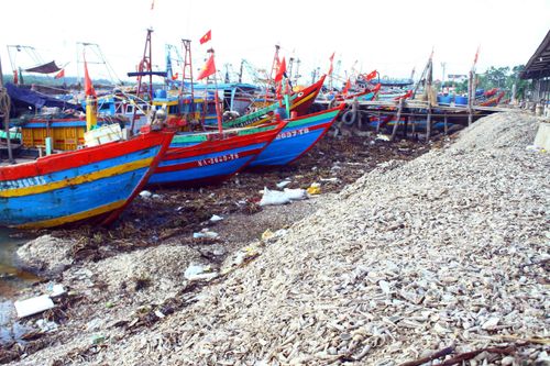 Nghệ An: Vỏ ốc đổ ngập cảng cá Lạch Vạn làm cản trở dòng chảy