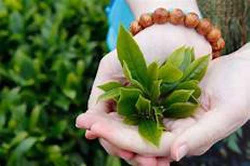 Những loại thực phẩm chống ung thư, chợ Việt Nam mùa nào cũng sẵn