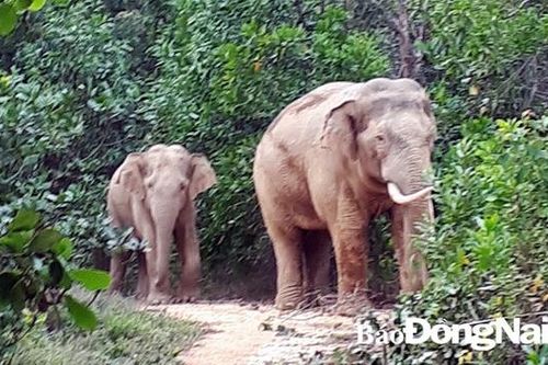 Một cá thể voi rừng sinh con thành công tại Vườn Quốc gia Cát Tiên