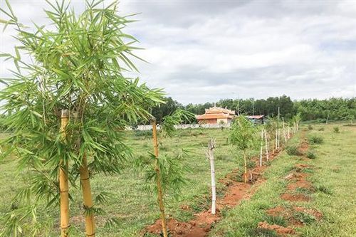 Mong ước 'Tre Cần Vương' sẽ tỏa bóng nơi xứ Cùa
