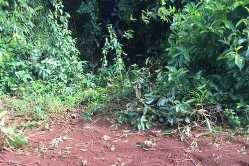 Thấy voi rừng vào rẫy điều đẻ, người dân mang nhau thai về