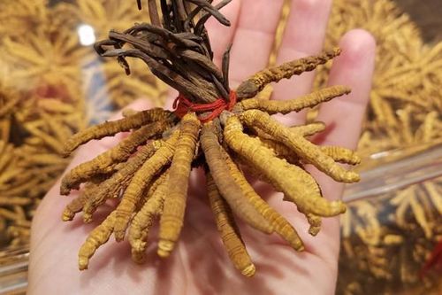 Phạt 84 triệu đồng một cơ sở sản xuất đông trùng hạ thảo Tây Bắc