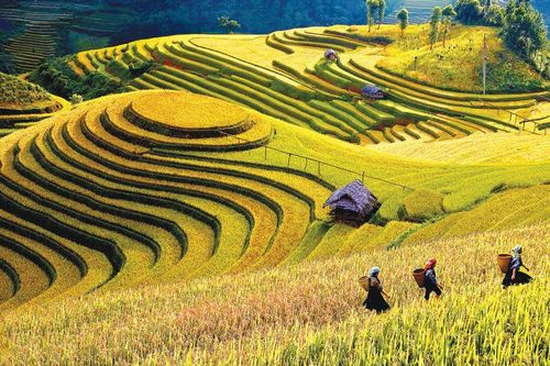Lên Mù Cang Chải, ngắm đệ nhất ruộng bậc thang Việt Nam